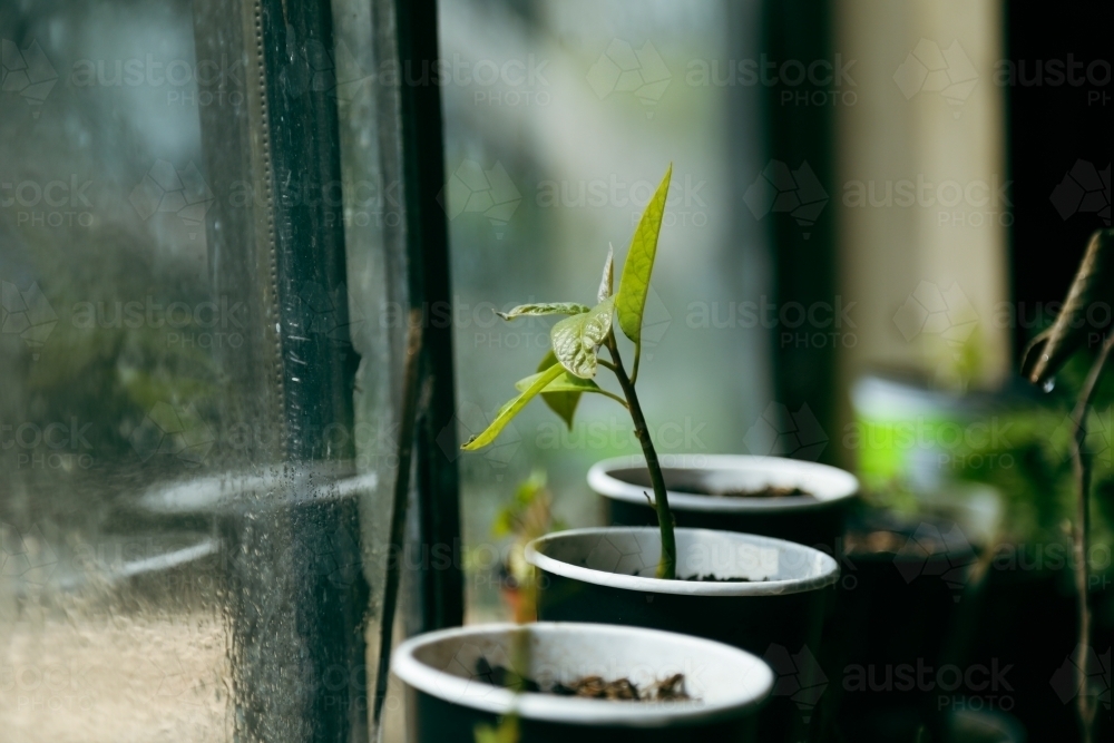 Hot house seed raising avocado plant in recycled cardboard singe use coffee cups - Australian Stock Image