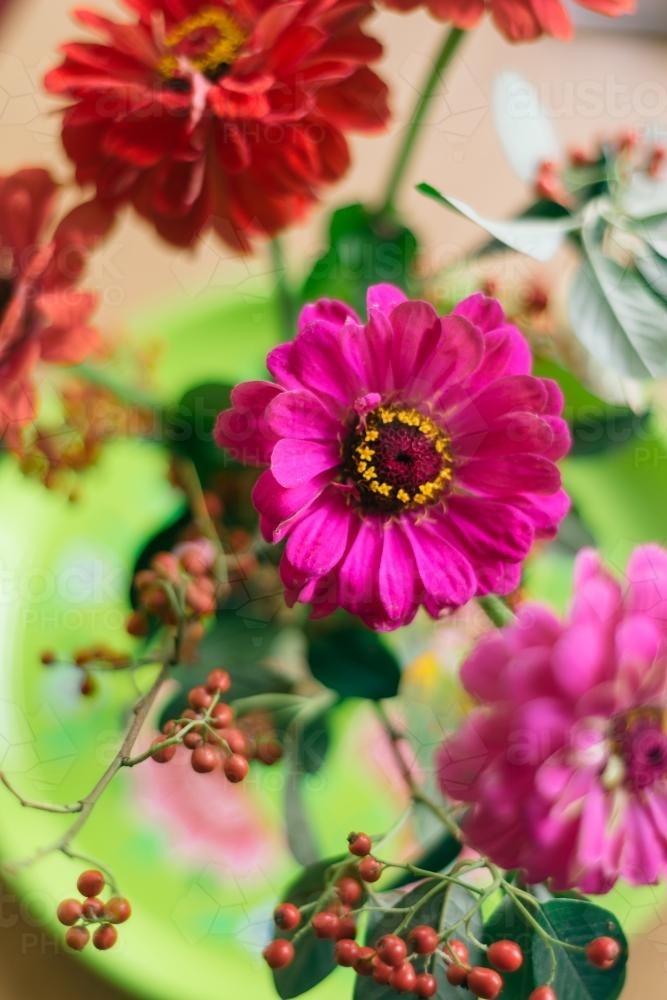 hot pink zinnia flower, overhead - Australian Stock Image