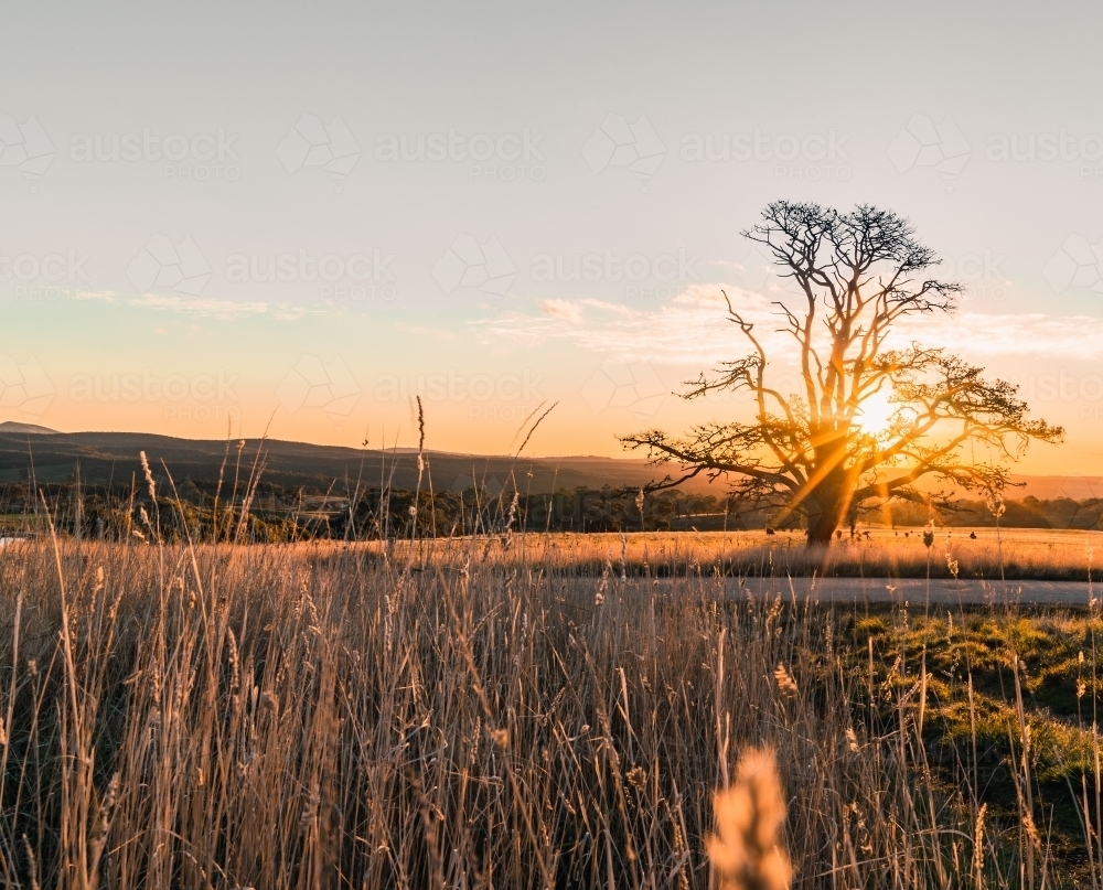 Hot summer sun setting in the distance behind a tree, with long grass in the foreground - Australian Stock Image