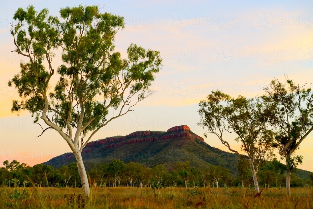House Roof Hill, aka 'Faraway Downs', and eucalyptus trees in the Kimberley. - Australian Stock Image