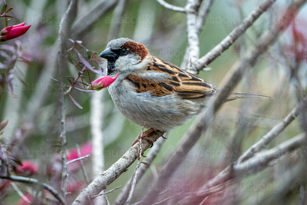 House sparrow perched among jasmine branches - Australian Stock Image