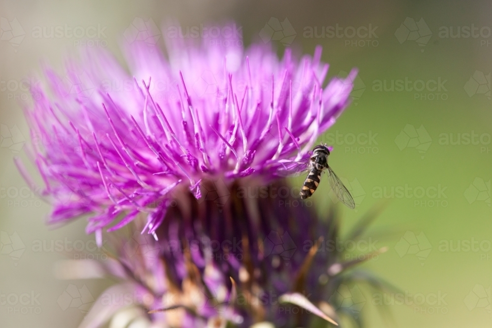 Hover fly on a purple scotch thistle flower - Australian Stock Image