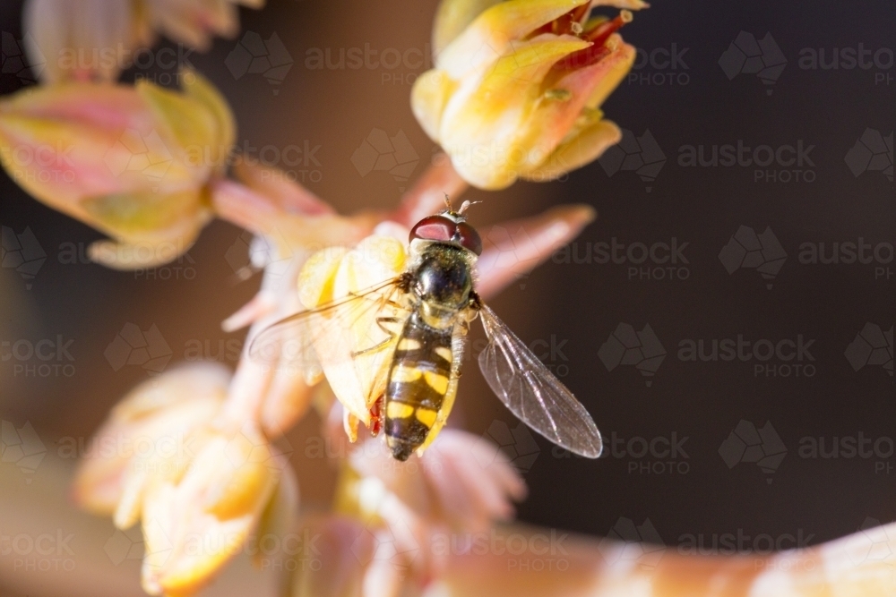 Hoverfly on a succulent flower - Australian Stock Image