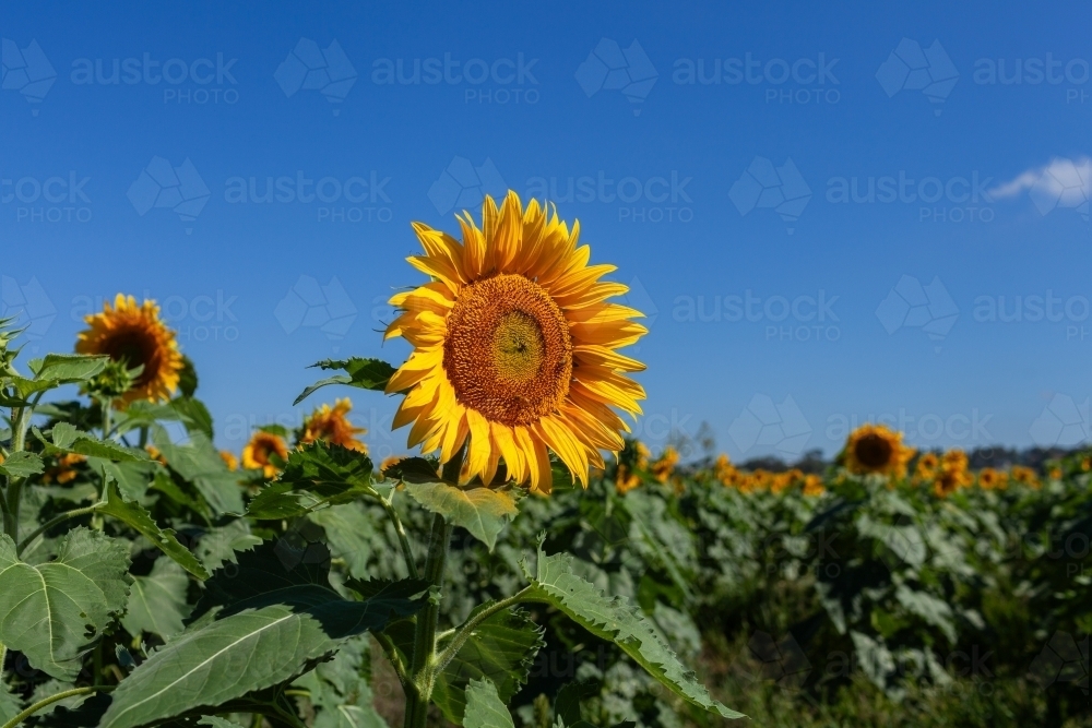 Huge bright sunflowers growing in farm paddock with pollen falling on green leaves - Australian Stock Image