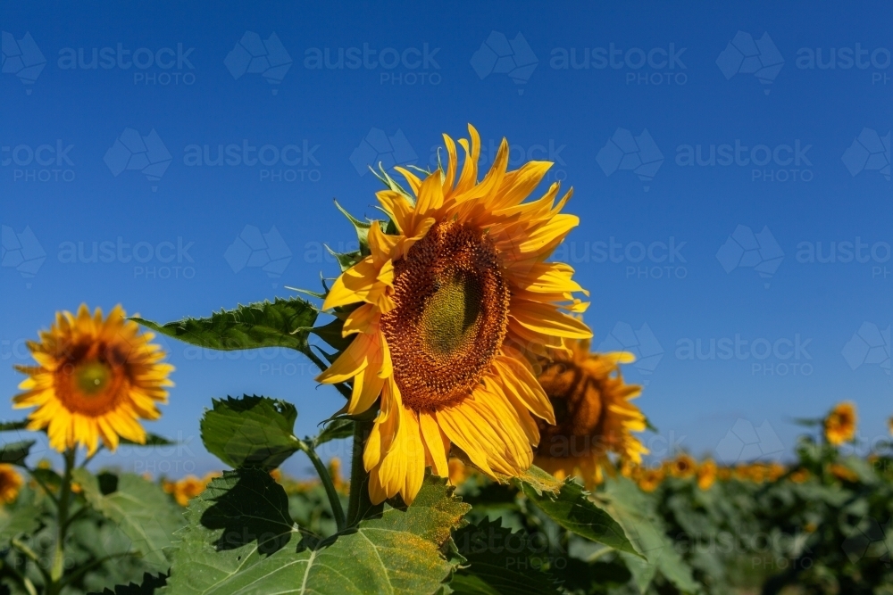 Huge bright sunflowers on farm with pollen falling on leaves - Australian Stock Image
