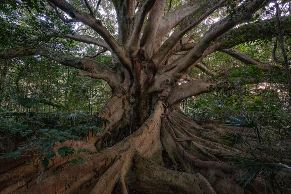 Huge ficus tree with thick trunk and branches - Australian Stock Image