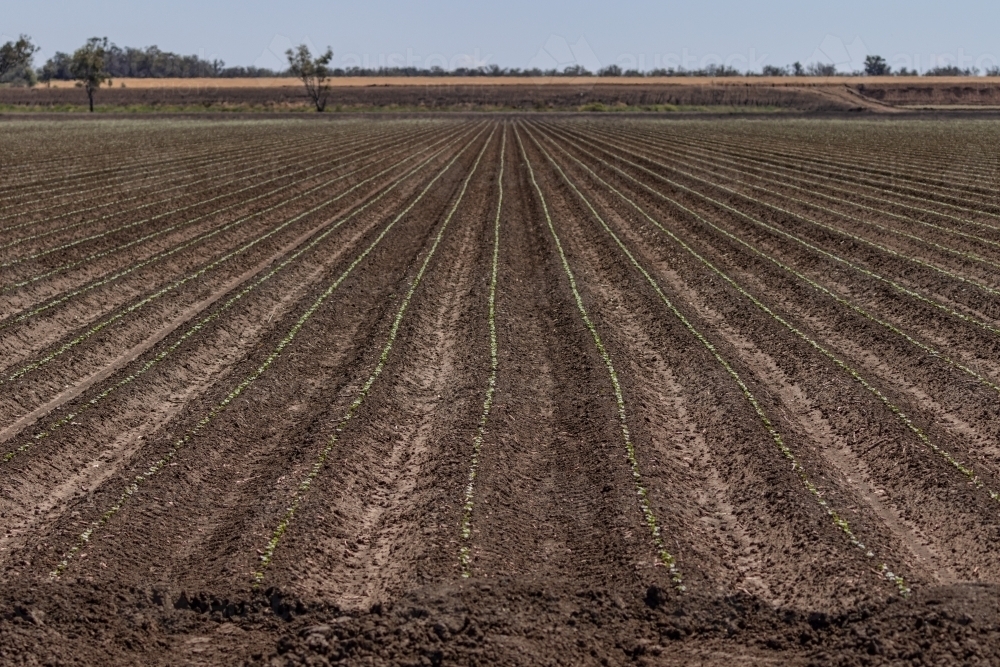 Huge field of newly planted cotton crop with straight rows of new green shoots - Australian Stock Image