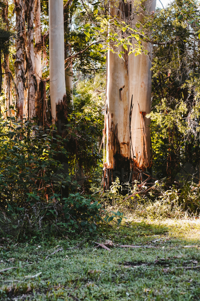 Huge gum tree trunks of eucalyptus trees in Australian bushland - Australian Stock Image