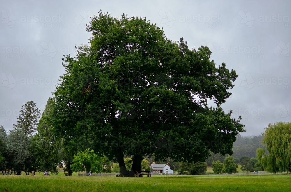 Huge Oak Tree on Port Arthur Historical Site - Australian Stock Image