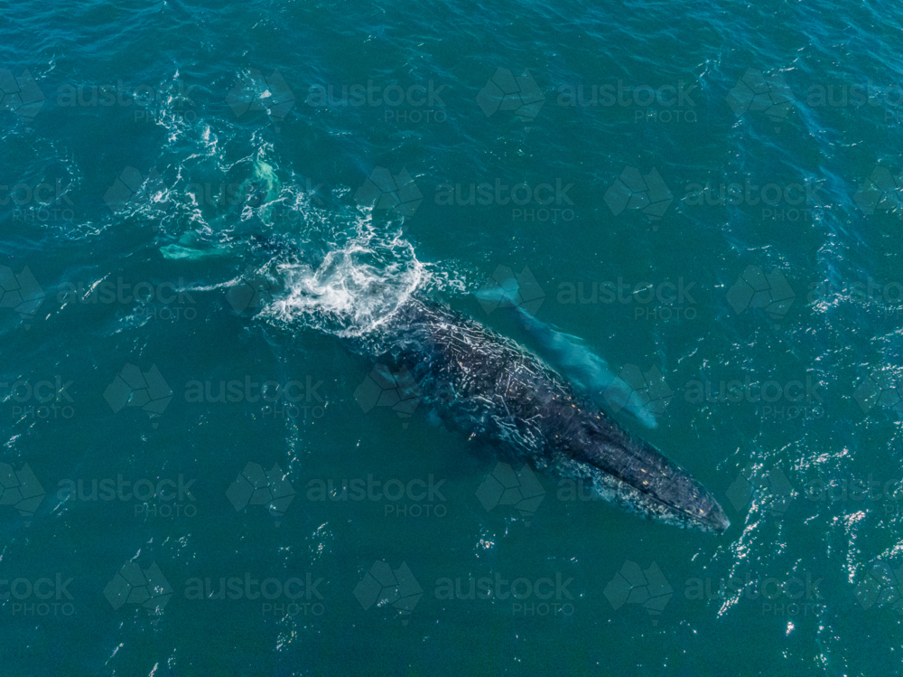 Humpback and Calf from above - Australian Stock Image