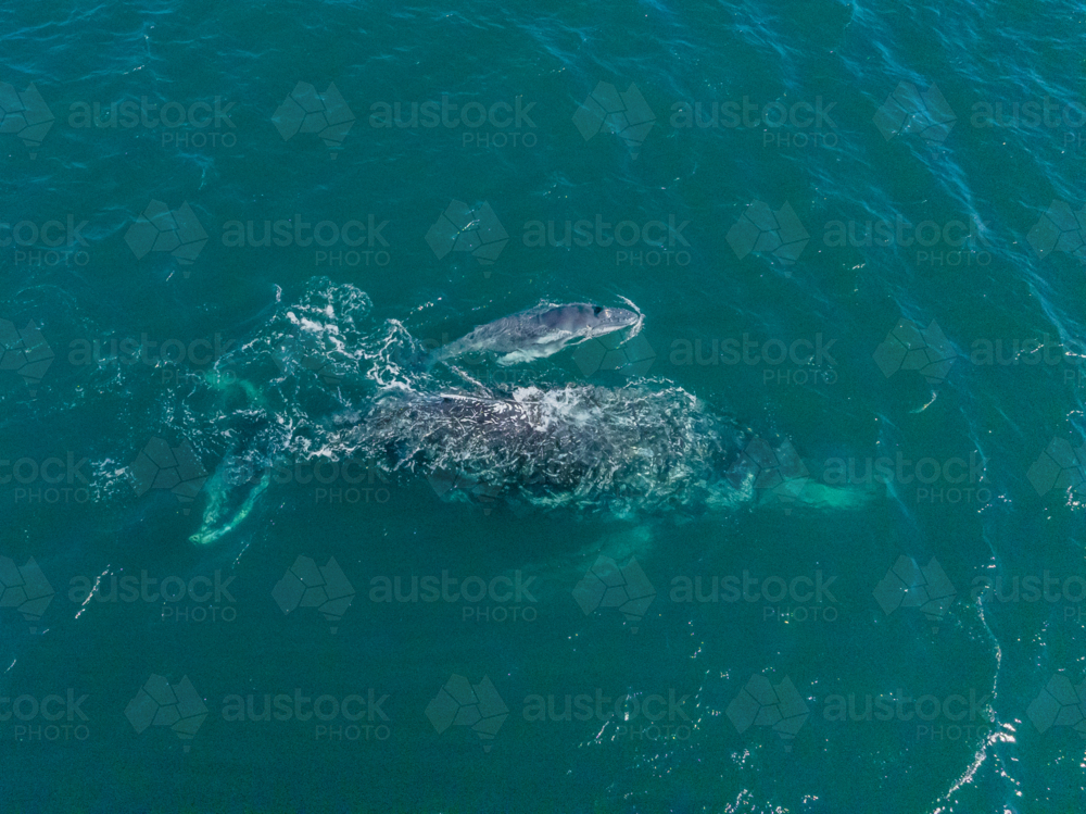 Humpback and Calf from above - Australian Stock Image