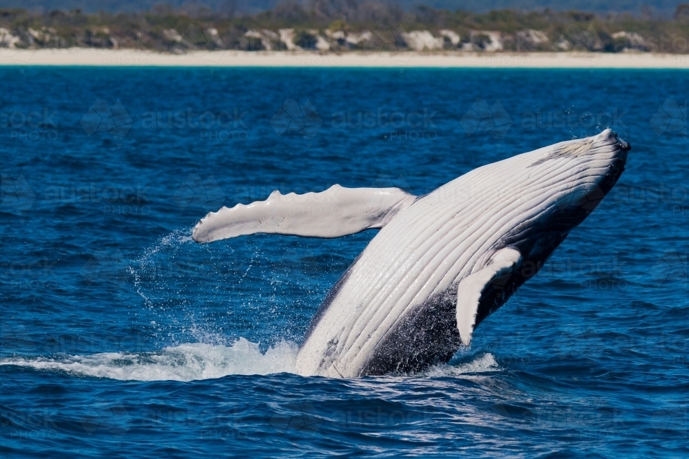 Humpback calf breaching at Hervey Bay - Australian Stock Image