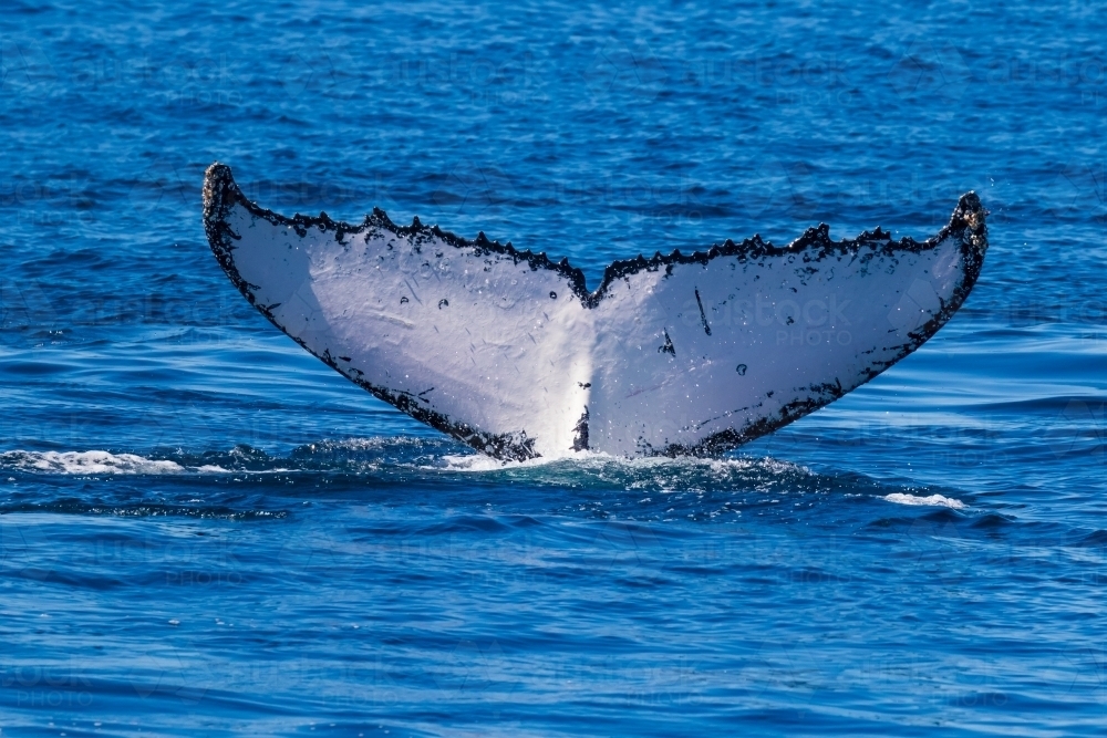 Humpback Fluke - Australian Stock Image