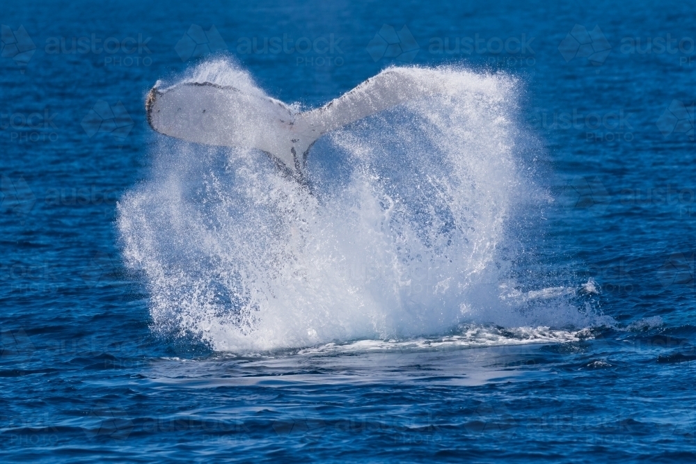 Humpback Fluke slapping - Australian Stock Image