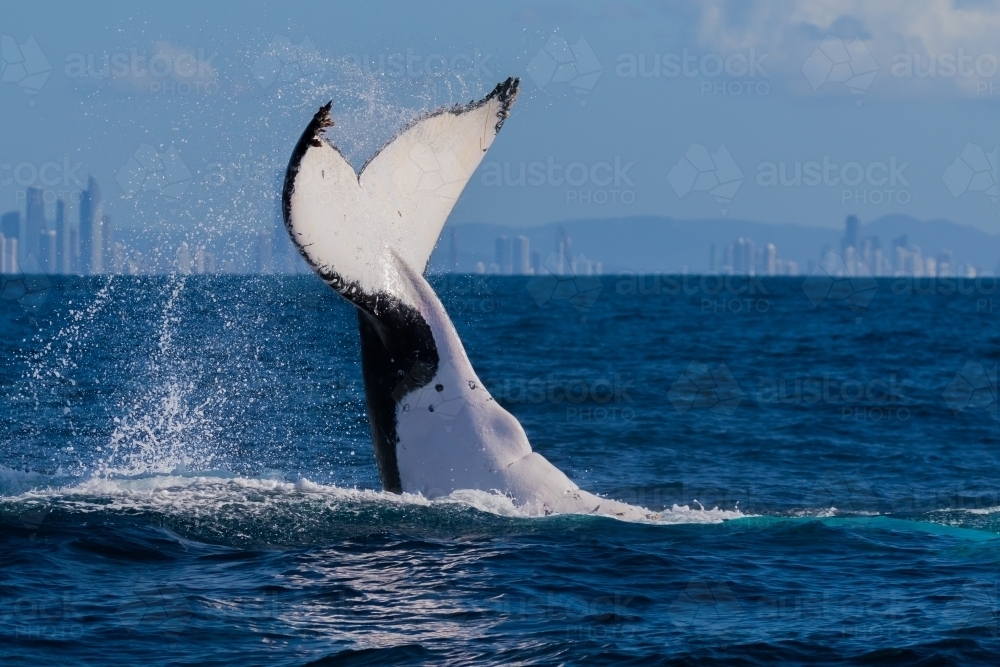 Humpback Peduncle Throw - Australian Stock Image