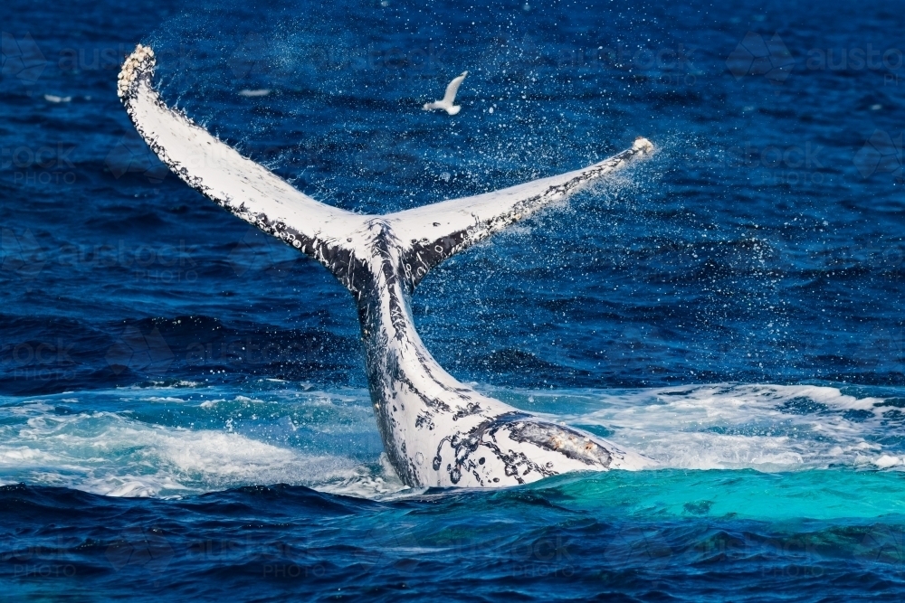 Humpback Peduncle Throw - Australian Stock Image