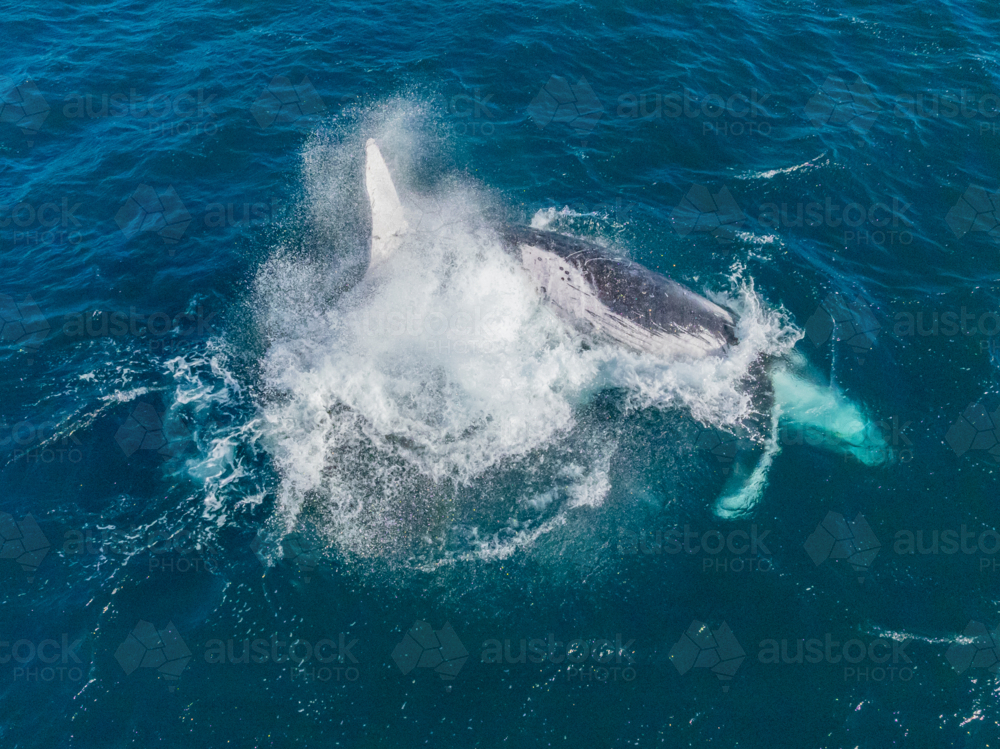 Humpback splashing from above - Australian Stock Image