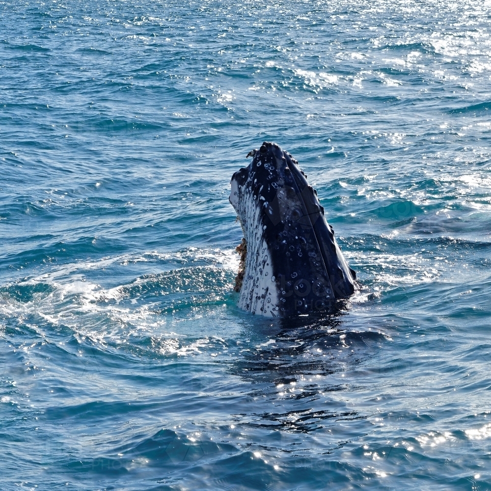 Humpback whale adult surfacing (Megaptera novaeangliae), Hervey Bay - Australian Stock Image