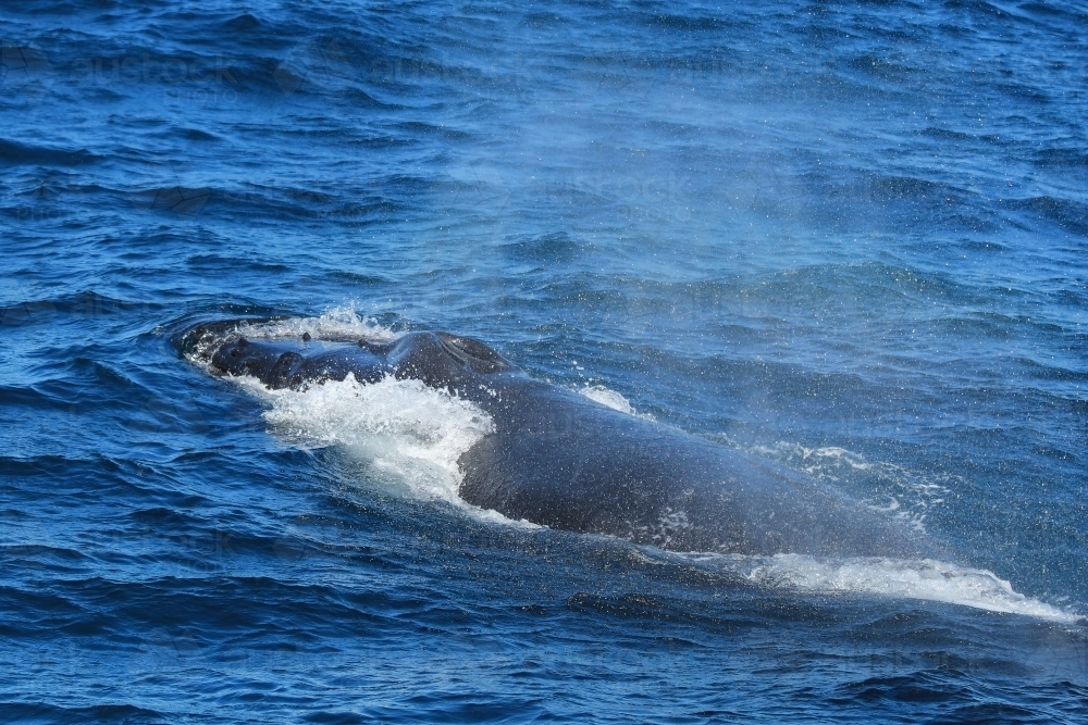 Humpback whale blowing (Megaptera novaeangliae) - Australian Stock Image