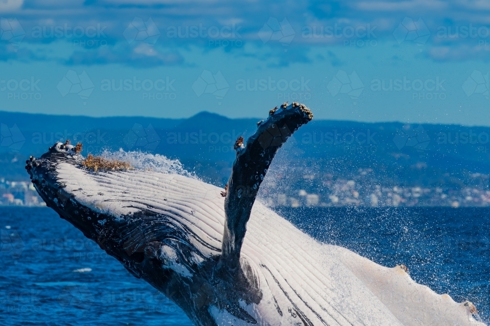 Humpback Whale breach up close - Australian Stock Image