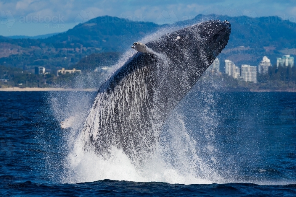 Humpback Whale breach up close - Australian Stock Image