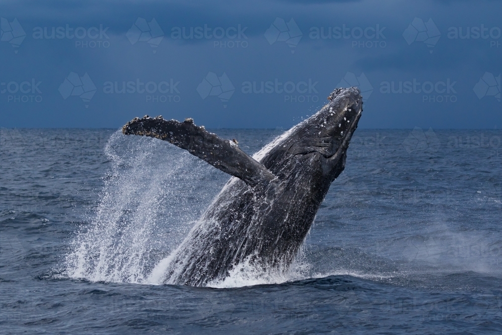 Humpback whale breaching - Australian Stock Image