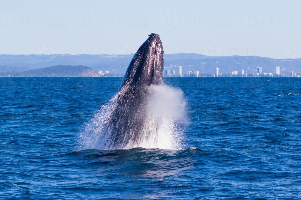 Humpback whale breaching - Australian Stock Image