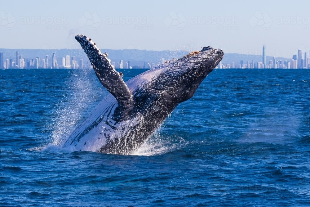 Humpback whale breaching - Australian Stock Image