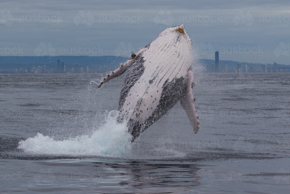 Humpback Whale Breaching - Australian Stock Image