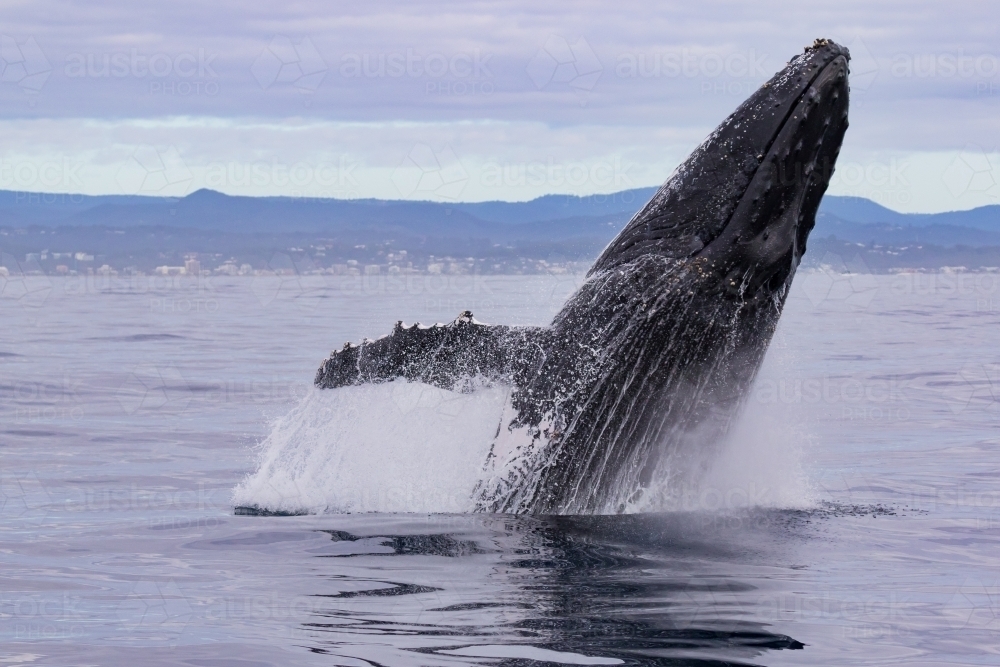 Humpback Whale Breaching - Australian Stock Image