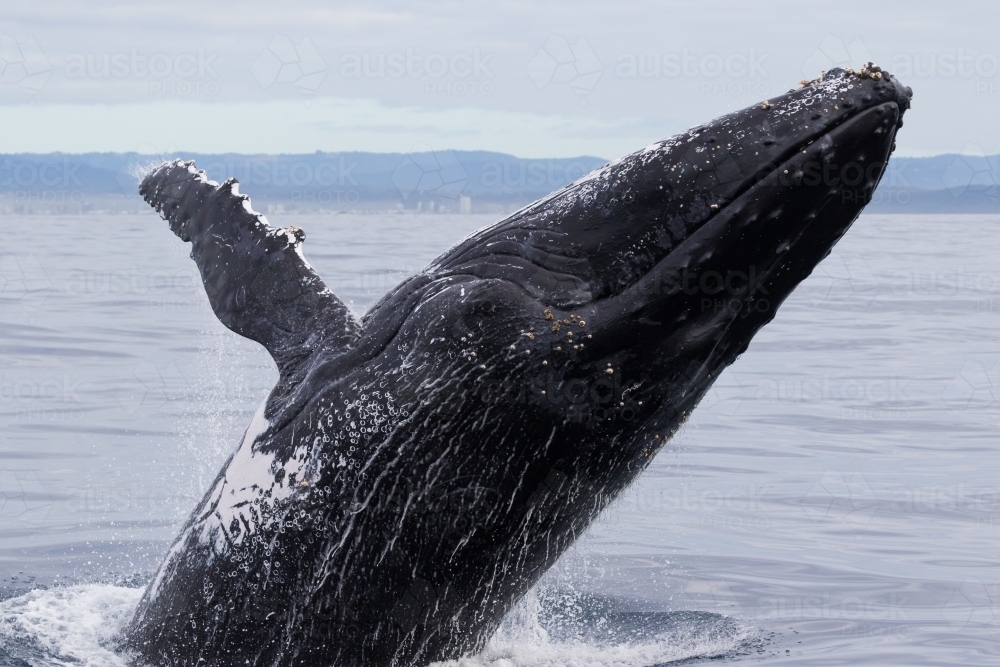 Humpback Whale Breaching - Australian Stock Image