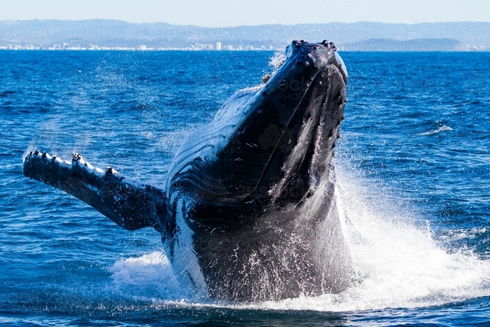 Humpback Whale Breaching - Australian Stock Image