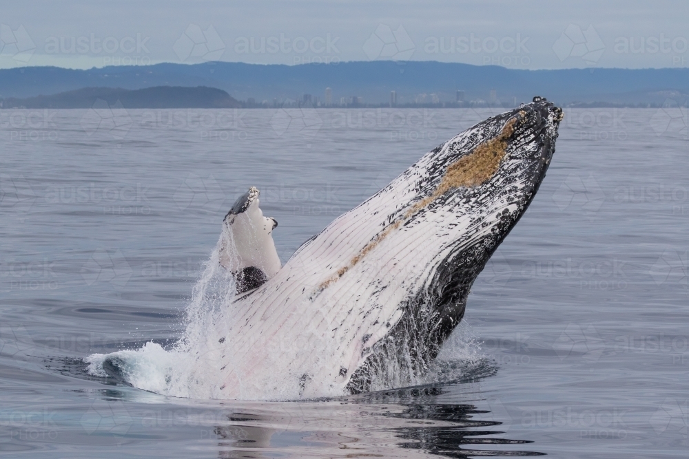 Humpback Whale Breaching - Australian Stock Image
