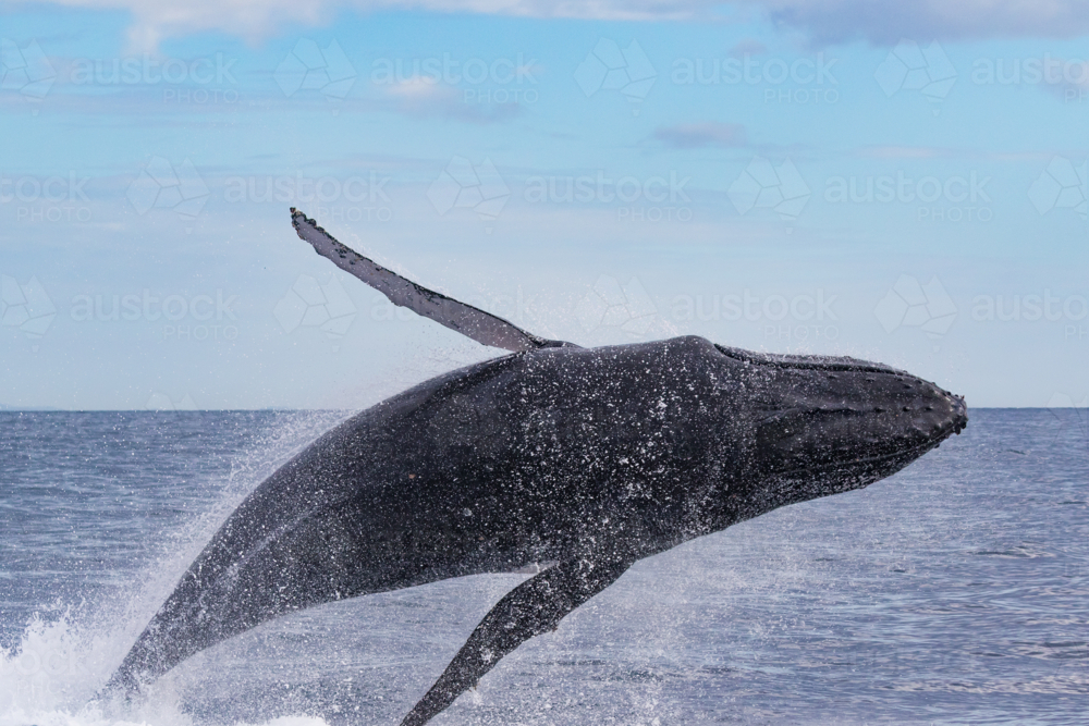 Humpback Whale breaching - Australian Stock Image