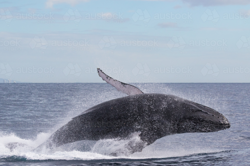 Humpback Whale breaching - Australian Stock Image