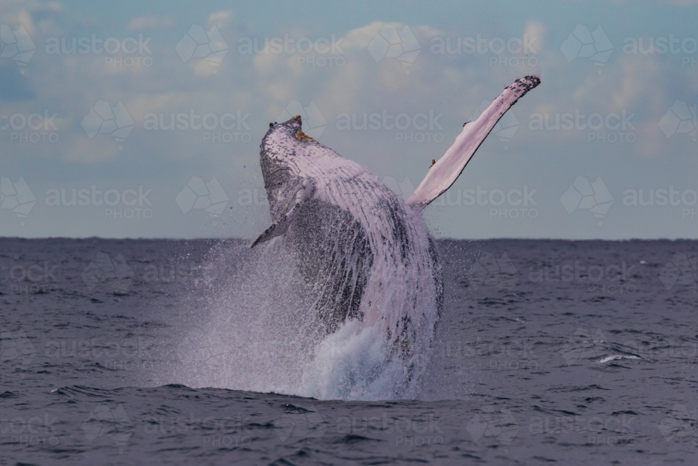 Humpback Whale breaching - Australian Stock Image