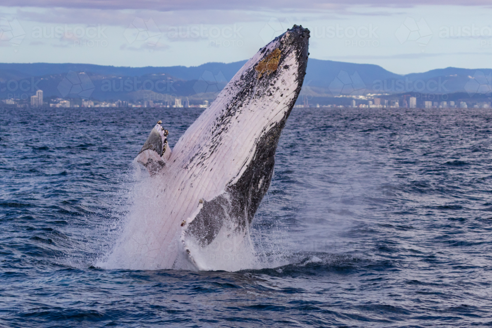 Humpback Whale breaching - Australian Stock Image