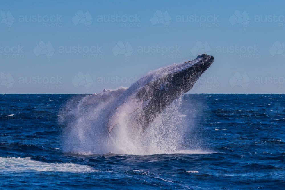 Humpback Whale Breaching - Australian Stock Image