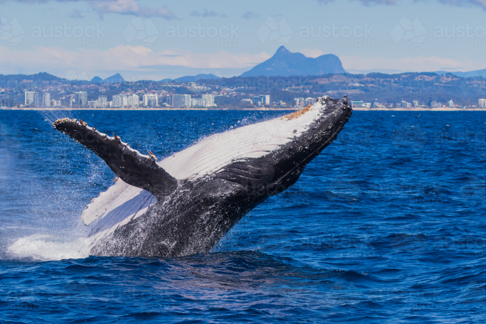 Humpback Whale Breaching in front of Mt Warning - Australian Stock Image