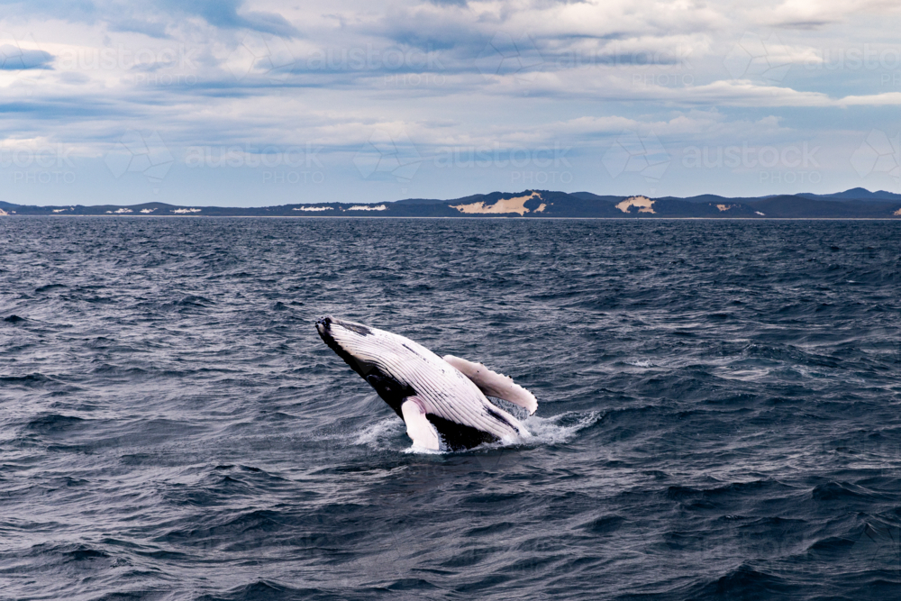 humpback whale breaching in Moreton Bay - Australian Stock Image