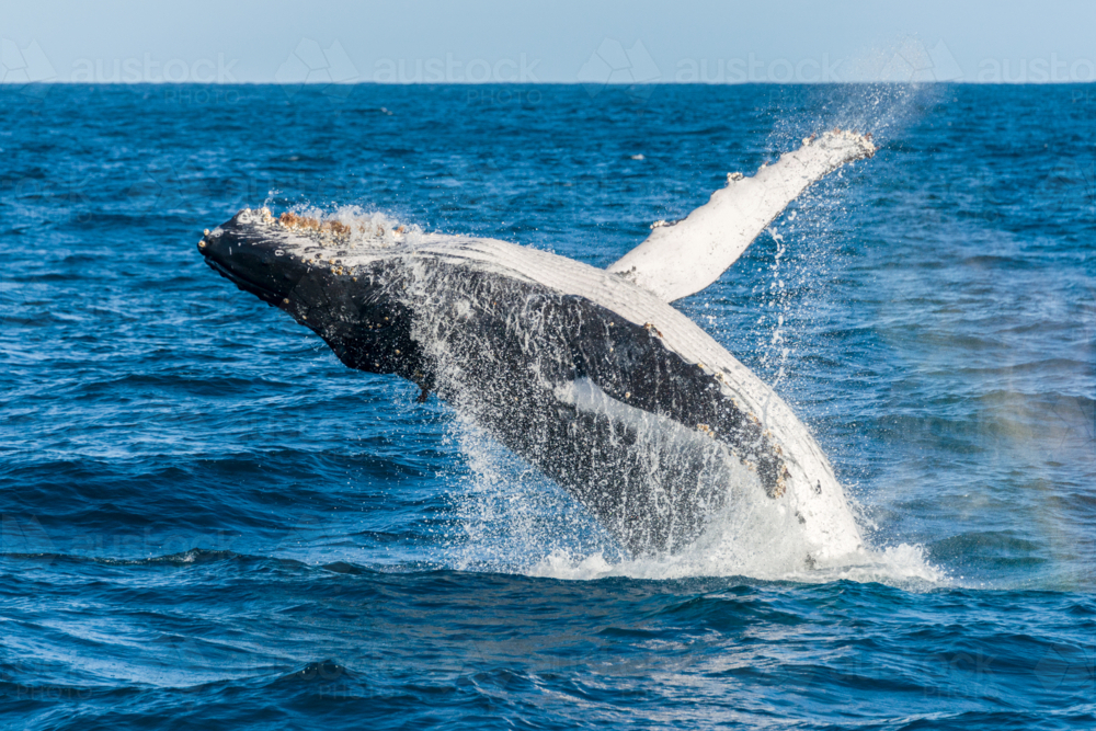 Humpback whale breaching in open ocean. - Australian Stock Image