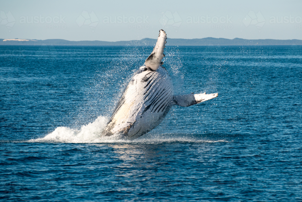 Humpback whale breaching in open ocean. - Australian Stock Image