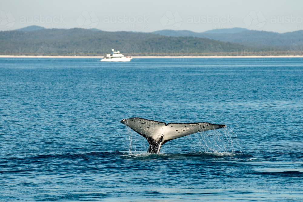 Humpback whale breaching in open ocean. - Australian Stock Image