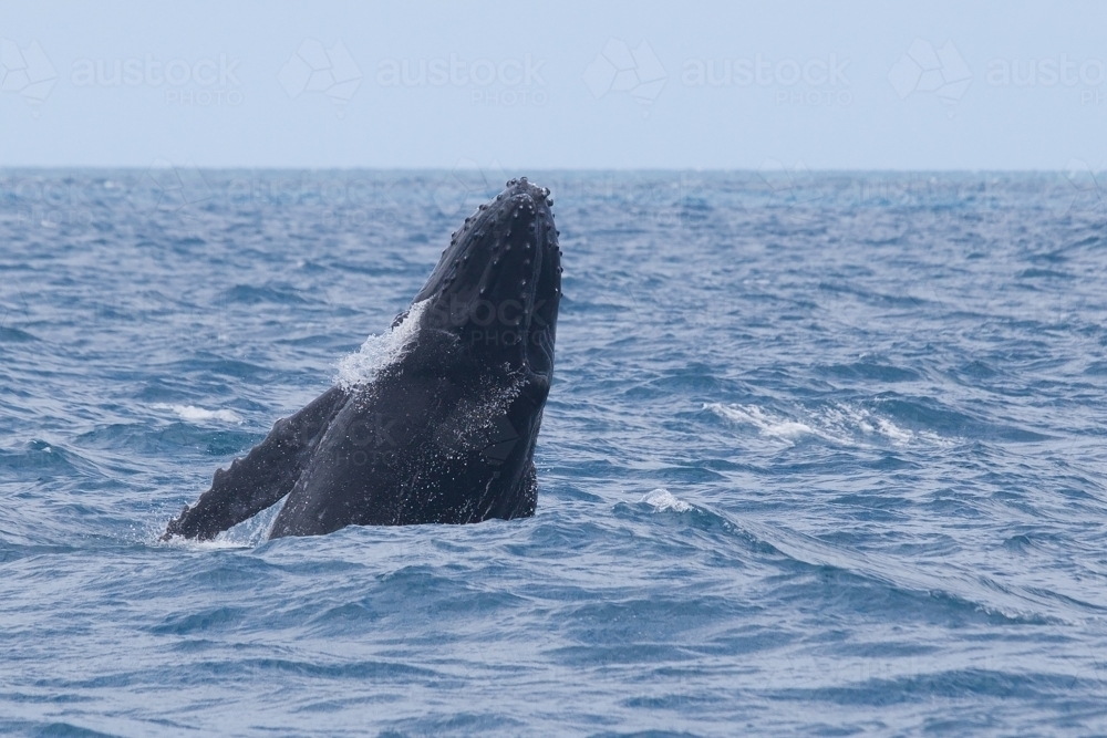 Humpback whale breaching in the ocean - Australian Stock Image