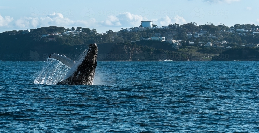 Humpback Whale Breaching off the Coastline - Australian Stock Image