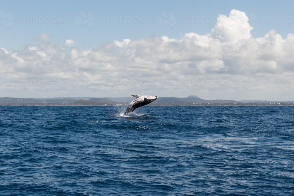 humpback whale breaching out of the water, Noosa, Queensland - Australian Stock Image