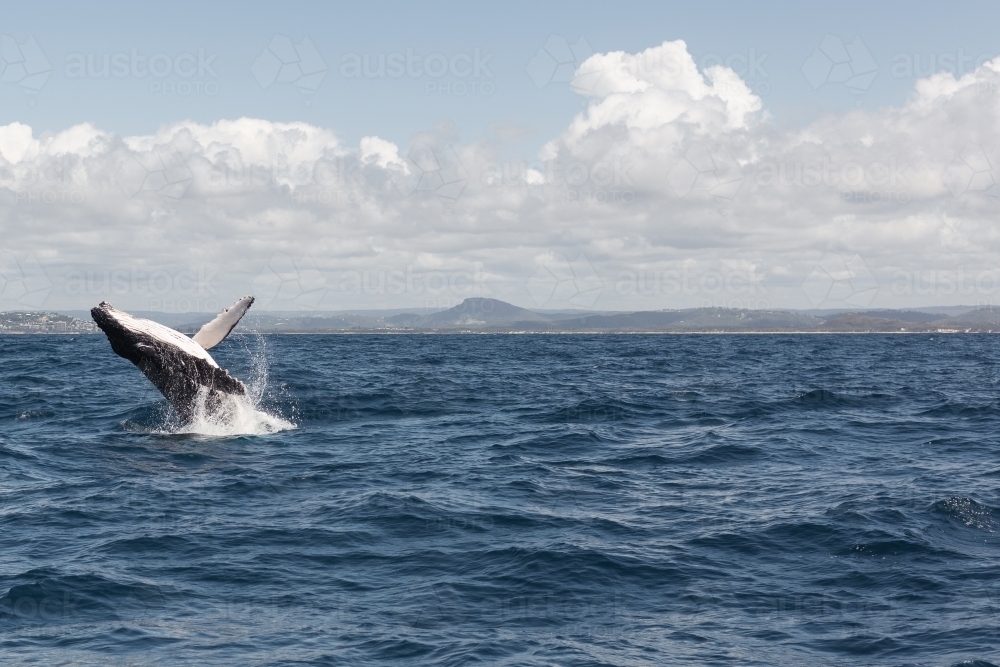 humpback whale breaching out of the water, Noosa, Queensland - Australian Stock Image