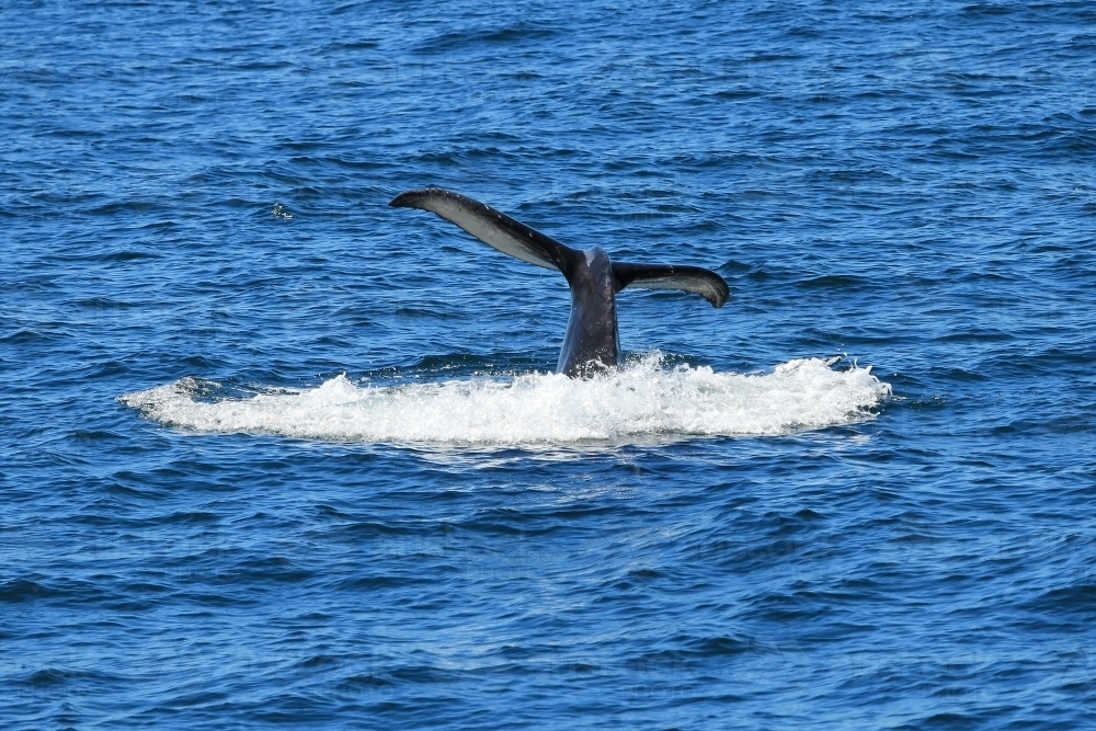 Humpback whale diving (Megaptera novaeangliae) - Australian Stock Image