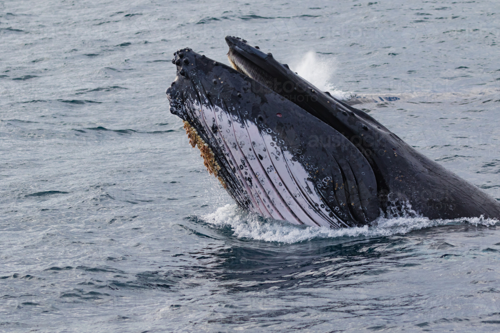 Humpback Whale Head Lunge with mouth open - Australian Stock Image
