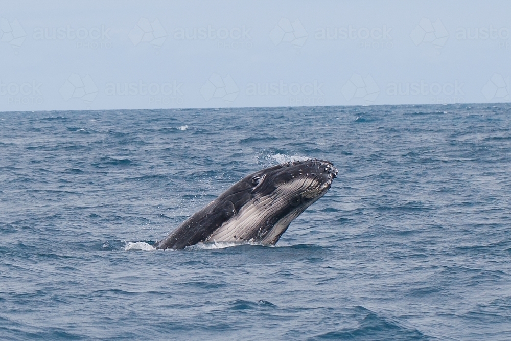 Humpback Whale in the ocean - Australian Stock Image